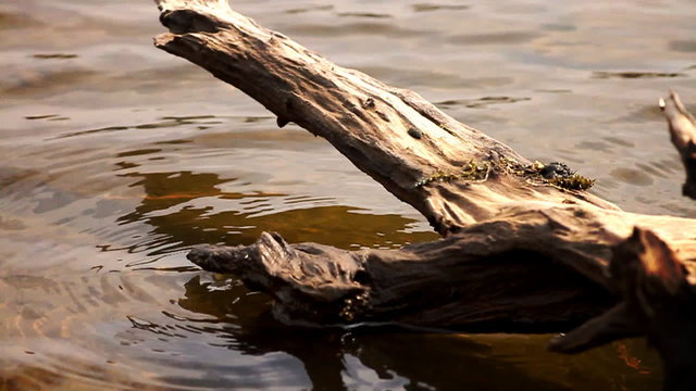 old tree near the River