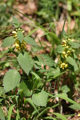 Waldflora 30