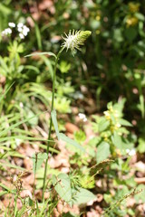 Waldflora 31