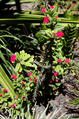 cactus de Guadeloupe