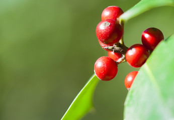 branch of holly