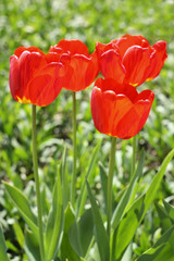 Obraz premium Red tulips