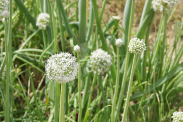 Close view of Onion flower stalks