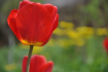Fototapeta premium Tulips