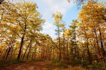 Obraz premium Golden woodland