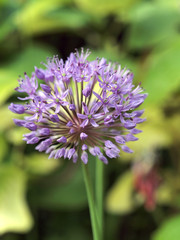 Knoblauchblüte