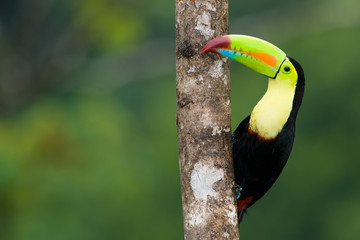 Keel Billed Toucan, from Central America. © buteo