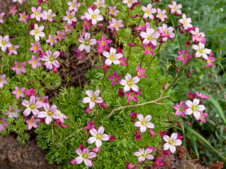 Moossteinbrech - Saxifraga bryoides