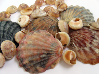 shells