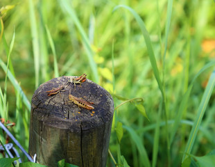 Three geasshopper together sitting on a wooden post.