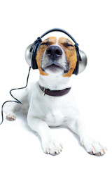 Dog listening music