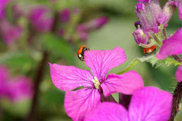 ladybug