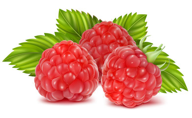 Vector illustration of ripe raspberries.