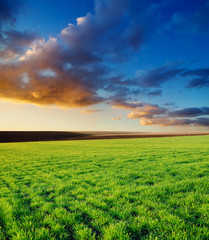 Plakat agricultural green field and sunset