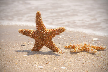 Relaxing Starfish