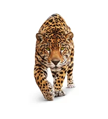 Foto op Plexiglas Jaguar - dier vooraanzicht, geïsoleerd op wit, schaduw © Ana Vasileva