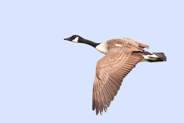 Canada Goose (Branta canadensis)