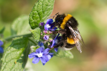 Buff Tailed Bumblebee (Bombus terrestris)