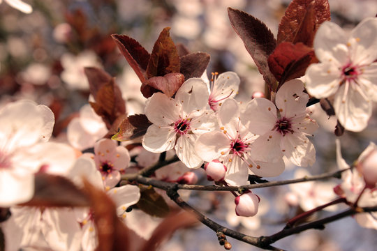 Blumen