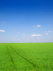 Fototapeta premium Summer Landscape