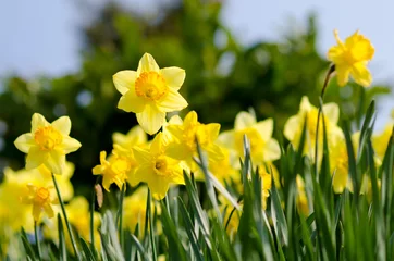 Crédence en verre imprimé Narcisse Jonquilles jaunes dans le jardin