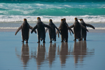 Group of King Penguins on the Beach