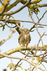 Little Owl in a tree / Athene noctua