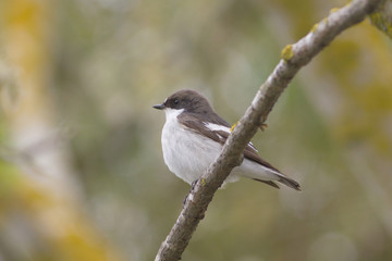 pied flycatcher, male / Ficedula hypoleuca