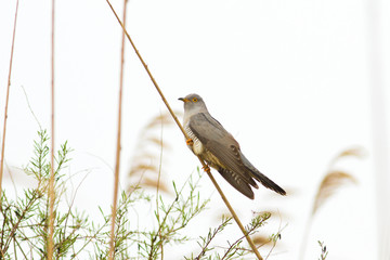 common cuckoo / Cuculus canorus