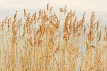 Dry Bulrush