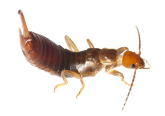 Common earwig (Forficula auricularia) isolated