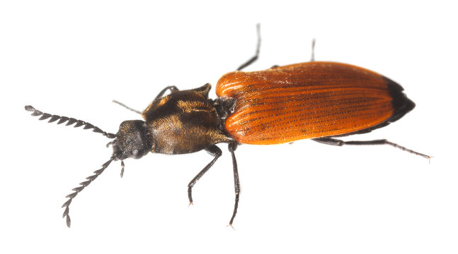 chestnut-coloured click beetle, anostirus castaneus