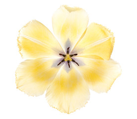 Yellow tulip.