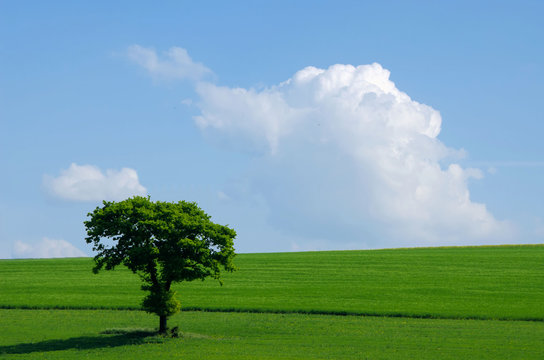 arbre seul