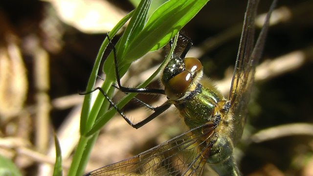 Gl&auml;nzende Smaragdlibelle - Somatochlora metallica