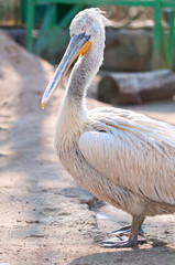 Dalmatian Pelican