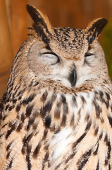 Bubo bubo sibiricus
