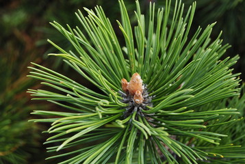 природа © psrt