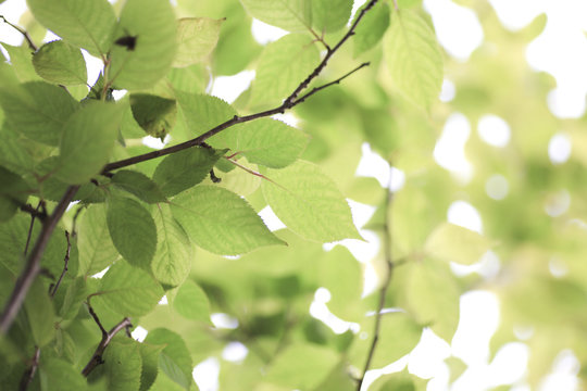 Fresh green in JAPAN