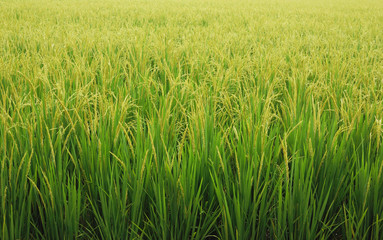 rice growing