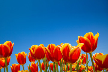 Champ de tulipes sous le ciel bleu