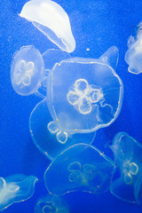 cross jellyfish in Seoul Coex Oceanarium