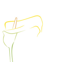 calla