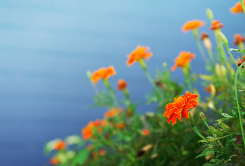 Orange flower on blue color background
