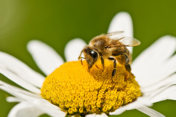 bee