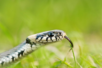 snake