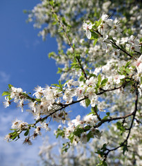 Blossom of cherry tree flowers in spring background