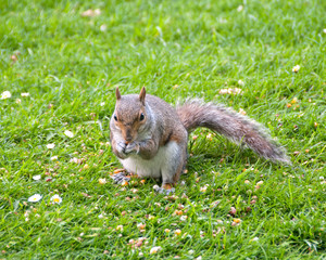 A Cute Grey Squirrel Feeding in a meadow