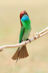 Blue Throated Bee Eater