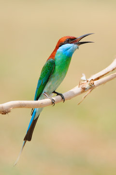 Blue Throated Bee Eater